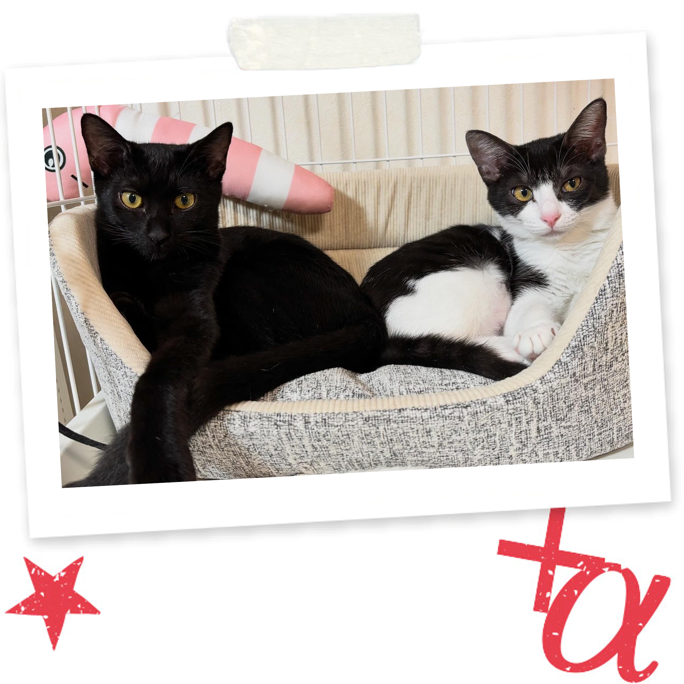 personal_hobby_2025i